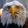 ill Eagle Freedom 的头像