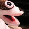 Sara Radosevich's profile picture