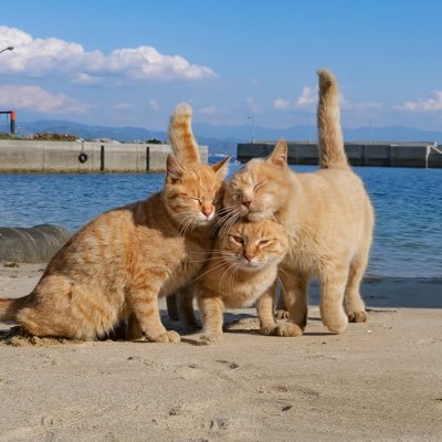 simabossneko 写真集「島にゃんこ」発売中's profile picture
