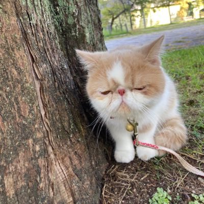 エキゾのきなこさん。's profile picture