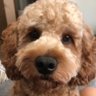 McSkippydong profil fotoğrafı