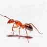FireAnt 的头像