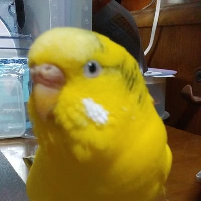 ぴー之助😵's profile picture
