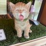 Eileen Han79's profile picture