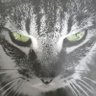 よっちん's profile picture