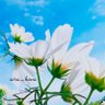 ֒ 𑁍୭*sora hana୭*֒𑁍˖*💛空華𓂃𝓽𝓱𝓪𝓷𝓴 𝔂𝓸𝓾⋆💛 profil fotoğrafı