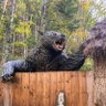 まろたまぽんぽんぎに 的头像