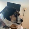 Profilbild von roody poo