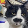 ねこなが(クラノ・テキニマスセ)'s profile picture