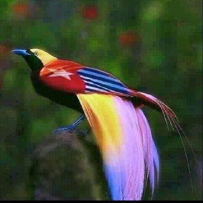 Spait's profile picture