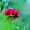 Фото профиля Nerjis Leghari
