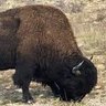 Фото профиля Thewildbuffalo