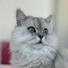 Profilbild von チンチラ帝国🐱