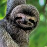 SwadeeD's profile picture