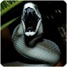 Фото профиля BlackMamba