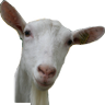 Profilbild von Fed la chèvre