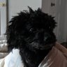 CryptoBrOsho 🐩⛅ profil fotoğrafı