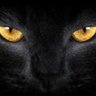 Sidrit's profile picture