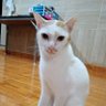 ร้องเหมียวเหมียวเดี๋ยวเดียวก็มา's profile picture