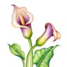 Lulรน's profile picture