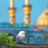 محمد's profile picture
