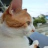 🐱🐈🌻いけちゃ🐣🐓👼🐿🐇🐏🐹🐰🧸 profil fotoğrafı