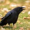 Crow's profile picture