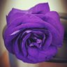 ورد البنفسج profil fotoğrafı
