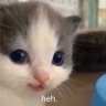 ava kochenggggg's profile picture