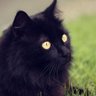 🐈⬛🐈⬛கருப்பு பூனை 🐈⬛🐈⬛🐈⬛'s profile picture