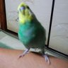 ぶんちゃん🙀CC35's profile picture