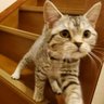 Фото профиля ぶりちゃん