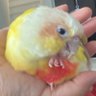 チエゾン🌾🍡💎 的头像