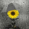 Фото профиля spicaspicu