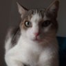 Profilbild von Nicia