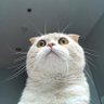 ◡̈'s profile picture