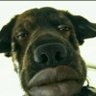 Toad liker's profile picture