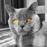 MTT profil fotoğrafı