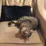 Thor(a) Deerseim's profile picture