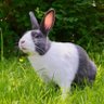 Фото профиля RABBIT