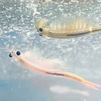 flow's profile picture
