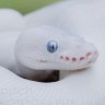 Фото профиля Snekcharmer