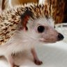 ケータ 的头像