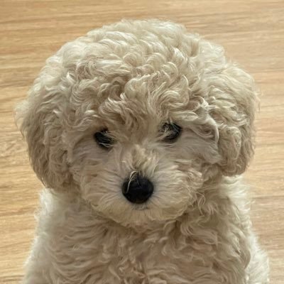 시루🐾's profile picture