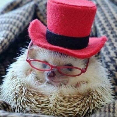 syuga_love_DM's profile picture