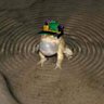 Hamonic Frog 的头像