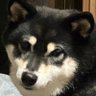 Profilbild von ゴリラ親父