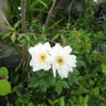 Фото профиля 虚にして実