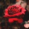 شُمۆخ عۆلُقيَہ profil fotoğrafı