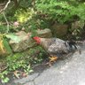 狸うどん profil fotoğrafı